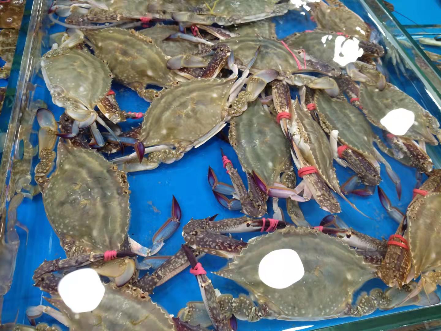 大连市开海了海鲜都到哪去了,大连开海哪个地方买海鲜便宜