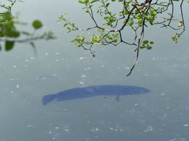 黑鱼常识,关于黑鱼的科普知识介绍