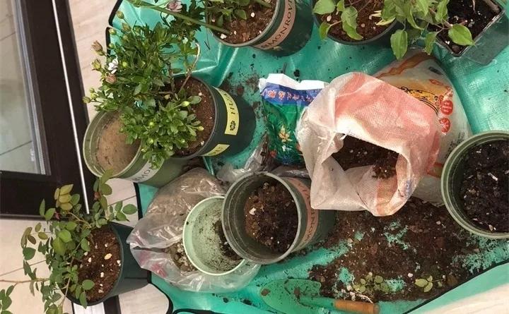 刚到家的花很好没多久就黄叶,买回来的花很快就蔫的原因