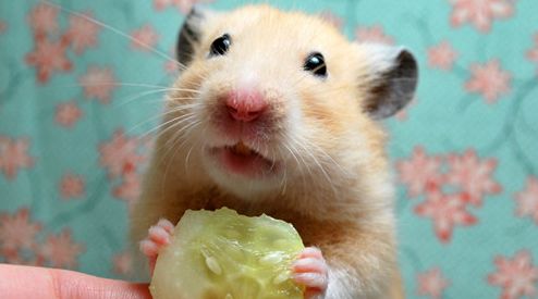 仓鼠跑球流血,仓鼠跑球危不危险