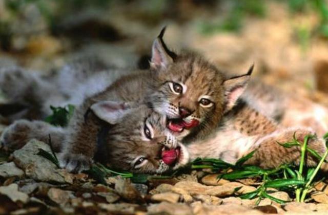 一个月的小猫可以吃羊奶泡奶糕吗,两个月小奶猫吃什么零食