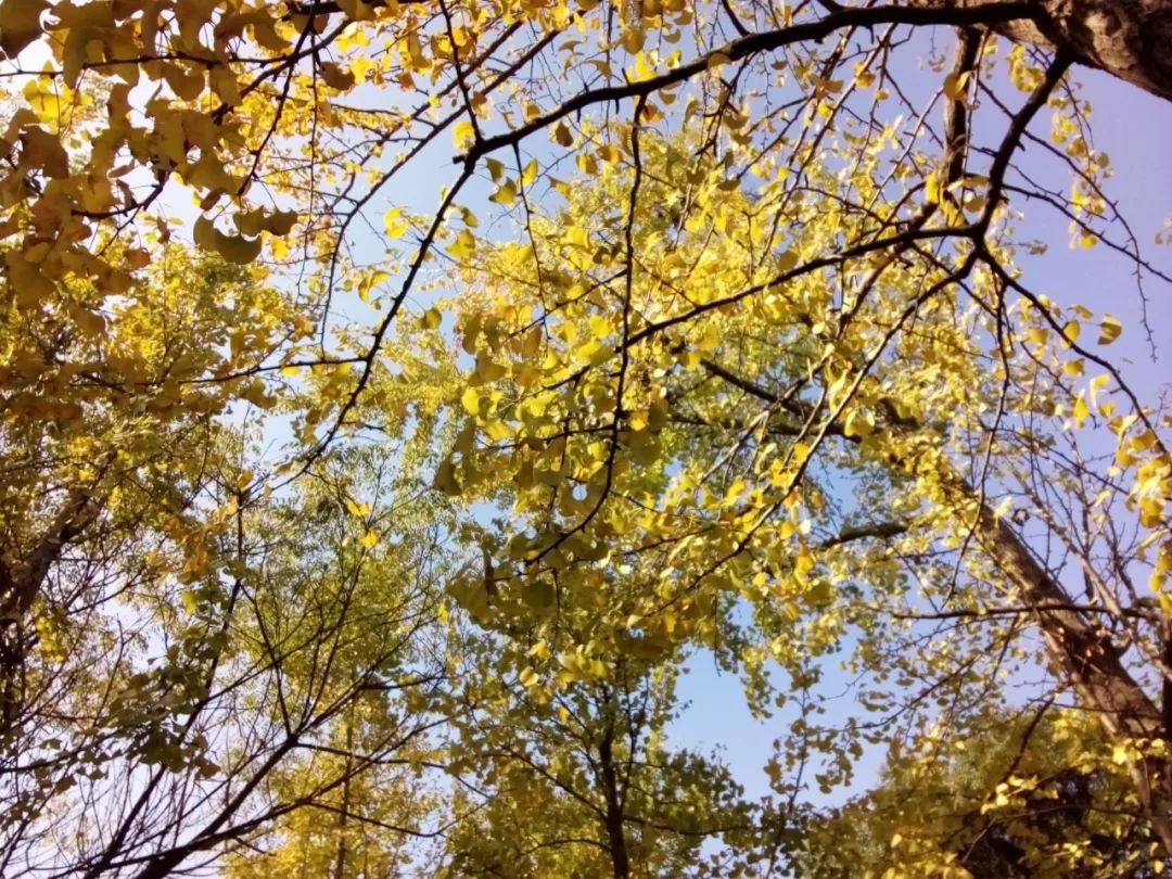 上海银杏叶打卡的地方,上海周边哪里有银杏叶