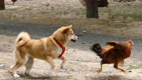 鸡犬不定和鸡犬不宁有什么区别,鸡犬为什么会有恩怨
