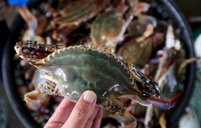 青岛老渔民教你如何挑肥螃蟹,买螃蟹的方法和技巧