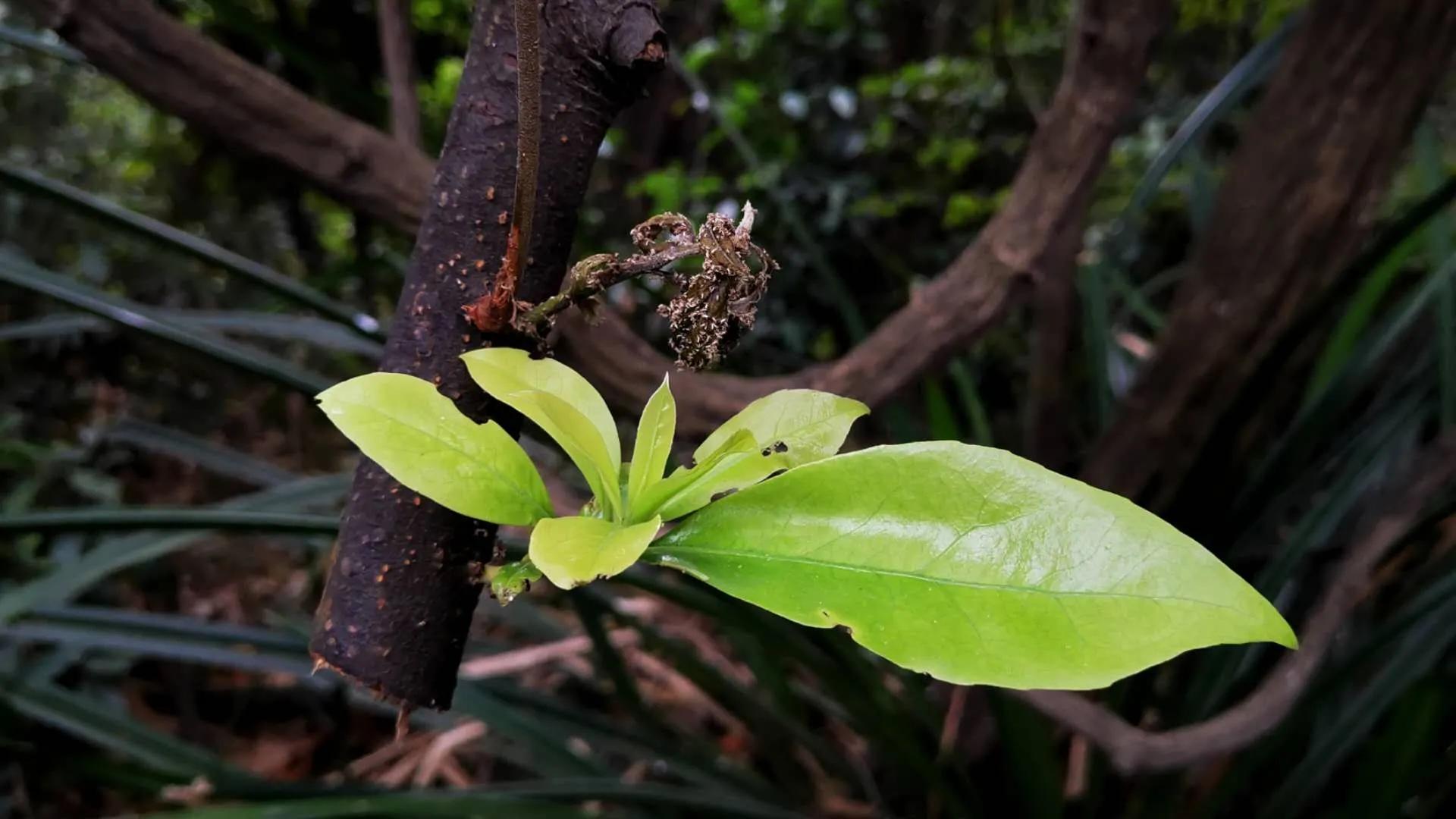 云山诗意一期,云山诗意满汉全席