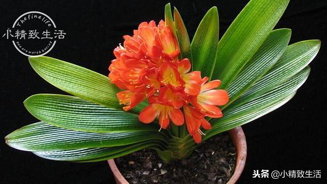 养君子兰需要什么条件才能开花,君子兰怎么养护才能让它开花