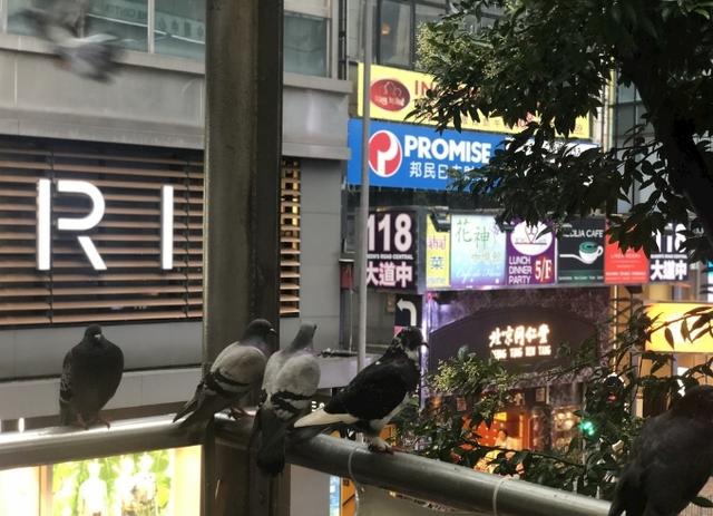 赛鸽单眼伤风的治疗与预防,赛鸽发烧会引起单眼伤风吗