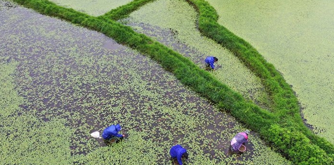 山野莼菜,浙江野生莼菜有哪些特点