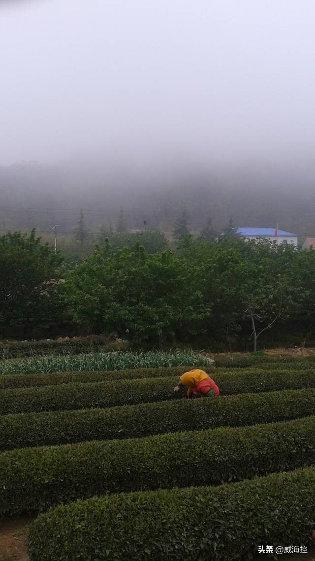 崂山茶哪个牌子最正宗,崂山茶的特点及鉴别方法