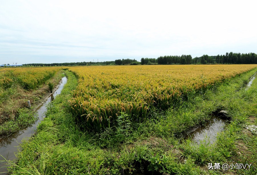 钓黄鳝的方法与注意事项,掌握四种钓法