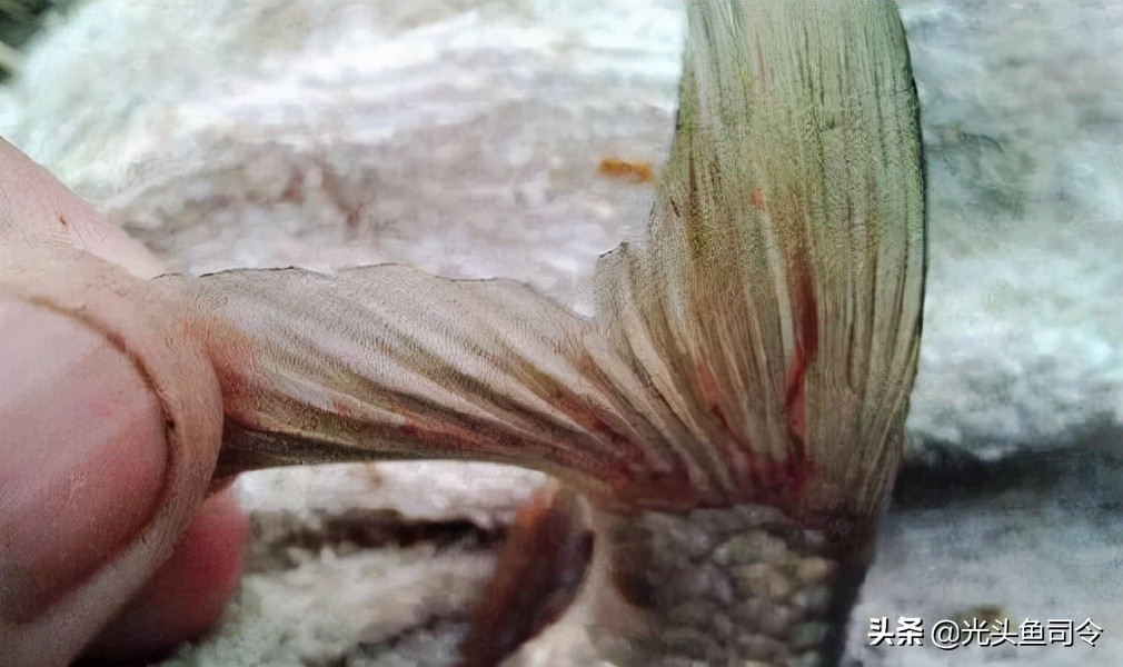 常见几种鱼体寄生虫,鱼类身上肉眼可见的寄生虫