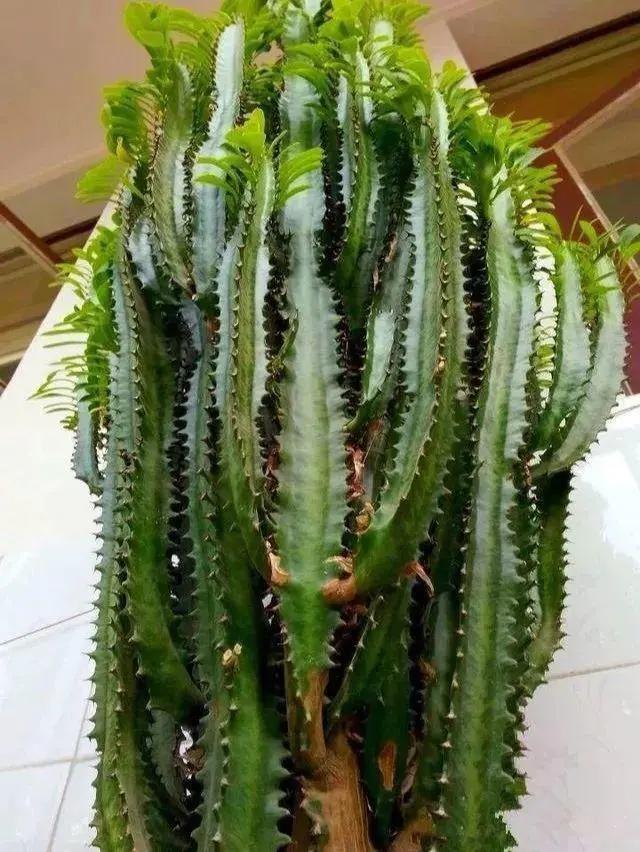 长了二十年的芦荟,龟背竹芦荟