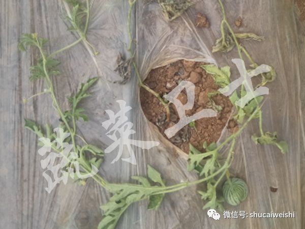 如何防治西瓜枯萎病，聊聊实用的预防措施