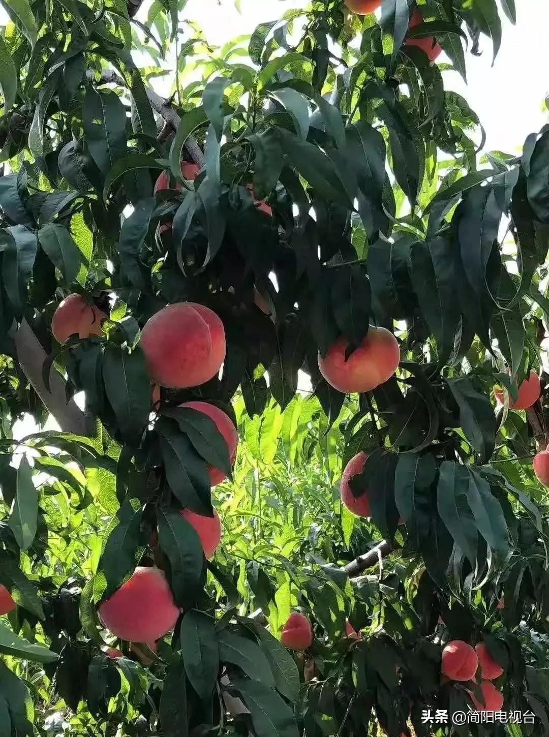 遇见天府雄州|陈新:一道美食映照的修为