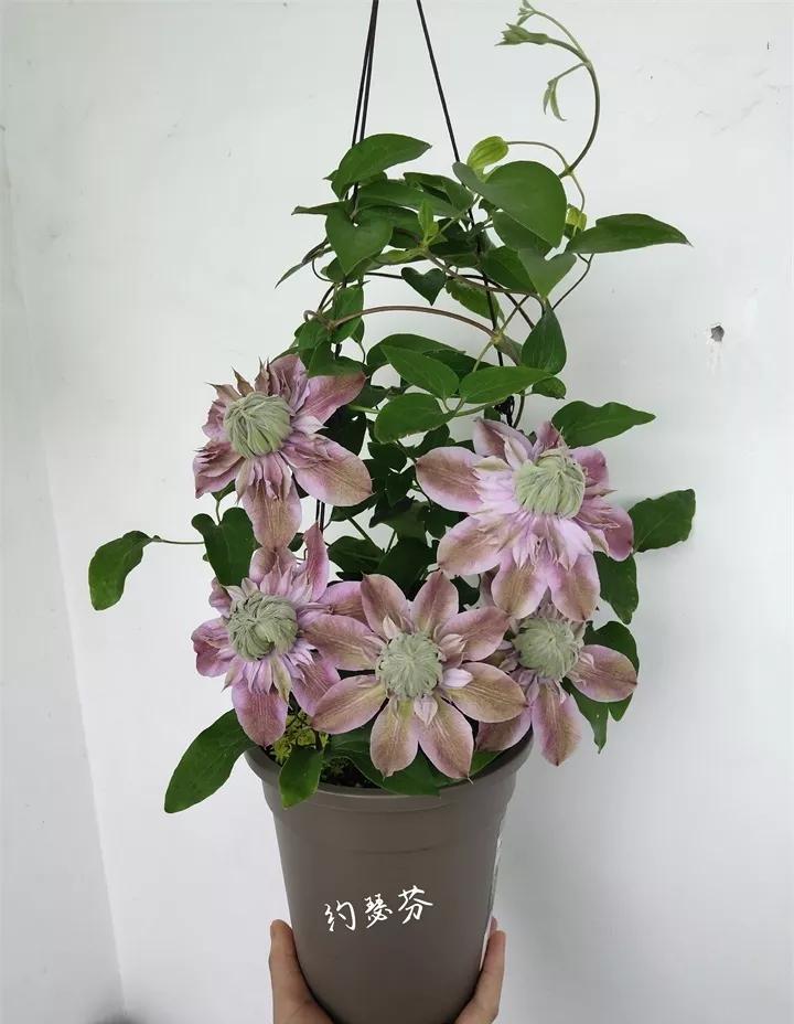 刚买的花，发蔫落苞加黄叶！为什么呢？多半是放错了位置