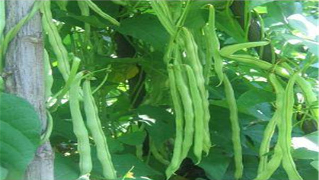 成武县芸豆,成武县白浮镇芸豆几月份成熟