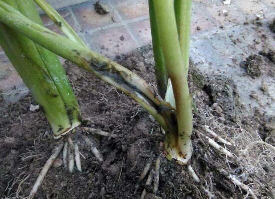 马蹄莲烂根的原因及处理方法,马蹄莲烂根了怎么处理