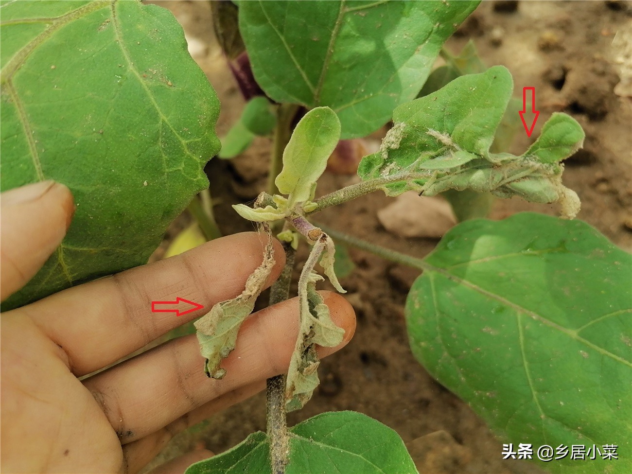 茄子叶片有小虫,茄子卷叶的原因有什么解决方法