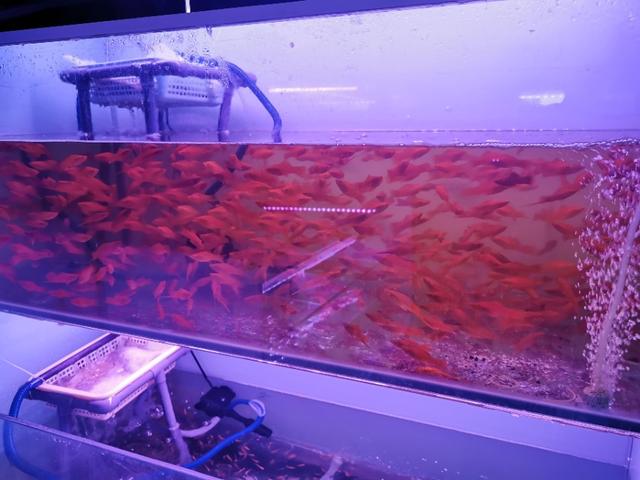 新手鱼友去水族店如何选鱼？