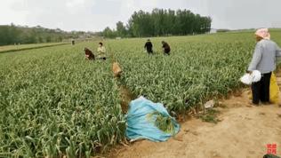 大金毛帮村*运民**蒜苔，结果全叼进了自家地里……