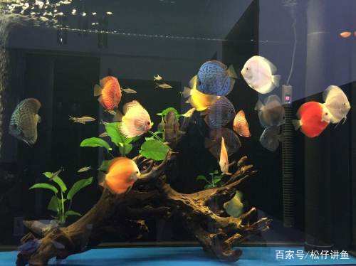 直接用自来水换水,直接接自来水养金鱼