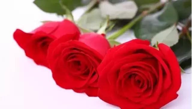 4000种不一样的玫瑰品种大全,100种玫瑰品种图鉴大全