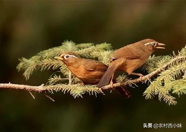 画眉鸟的小技巧,怎么才能让画眉鸟好养