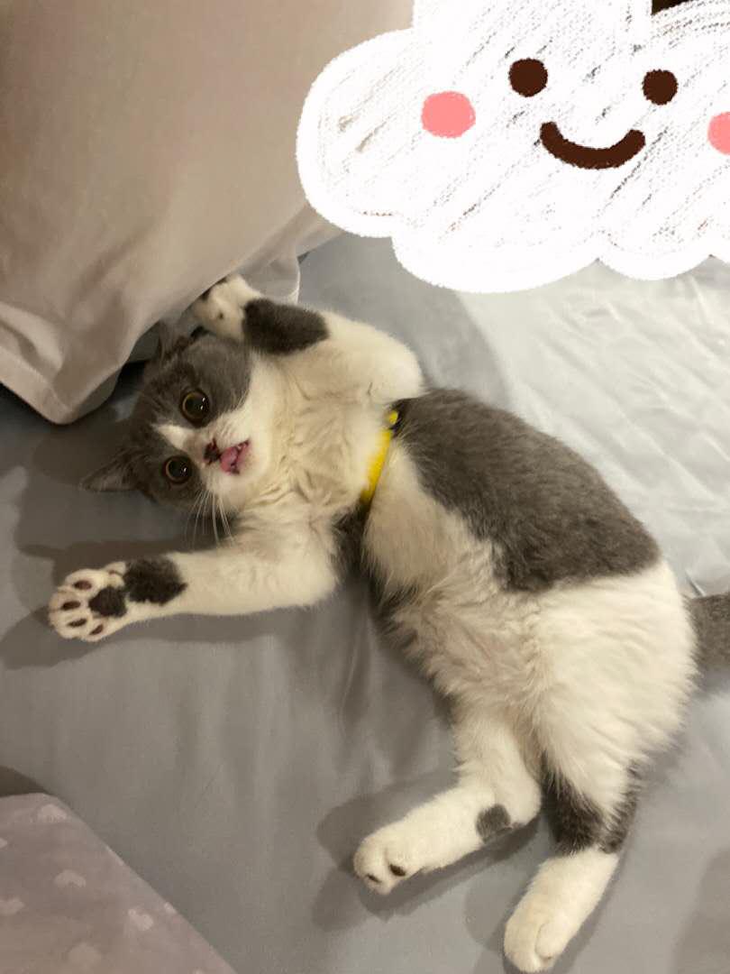 在网上买的小猫咪靠谱吗,在网上买只小猫咪靠谱吗