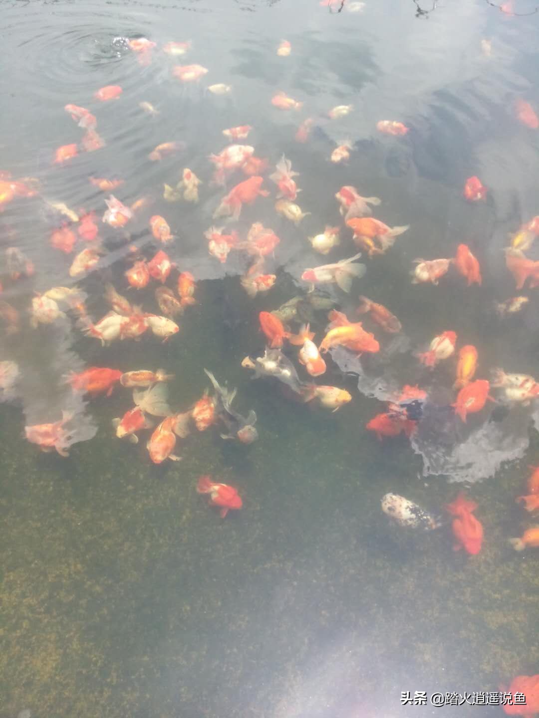 如何使用生态硝化菌养鱼,养鱼前怎么培养硝化菌