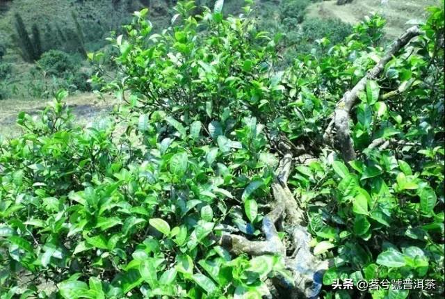 云南临沧双江勐库冰岛茶,双江县勐库冰岛茶