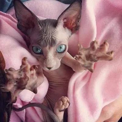 把狗毛都剃了狗会生气吗,把狗毛全部剃完跳蚤就没吗