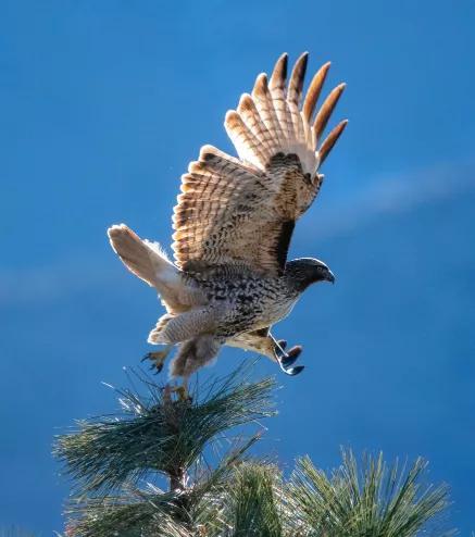 隼、准、汇、淮,学汉字不仅是用来读书,更是通过它来懂事、明理
