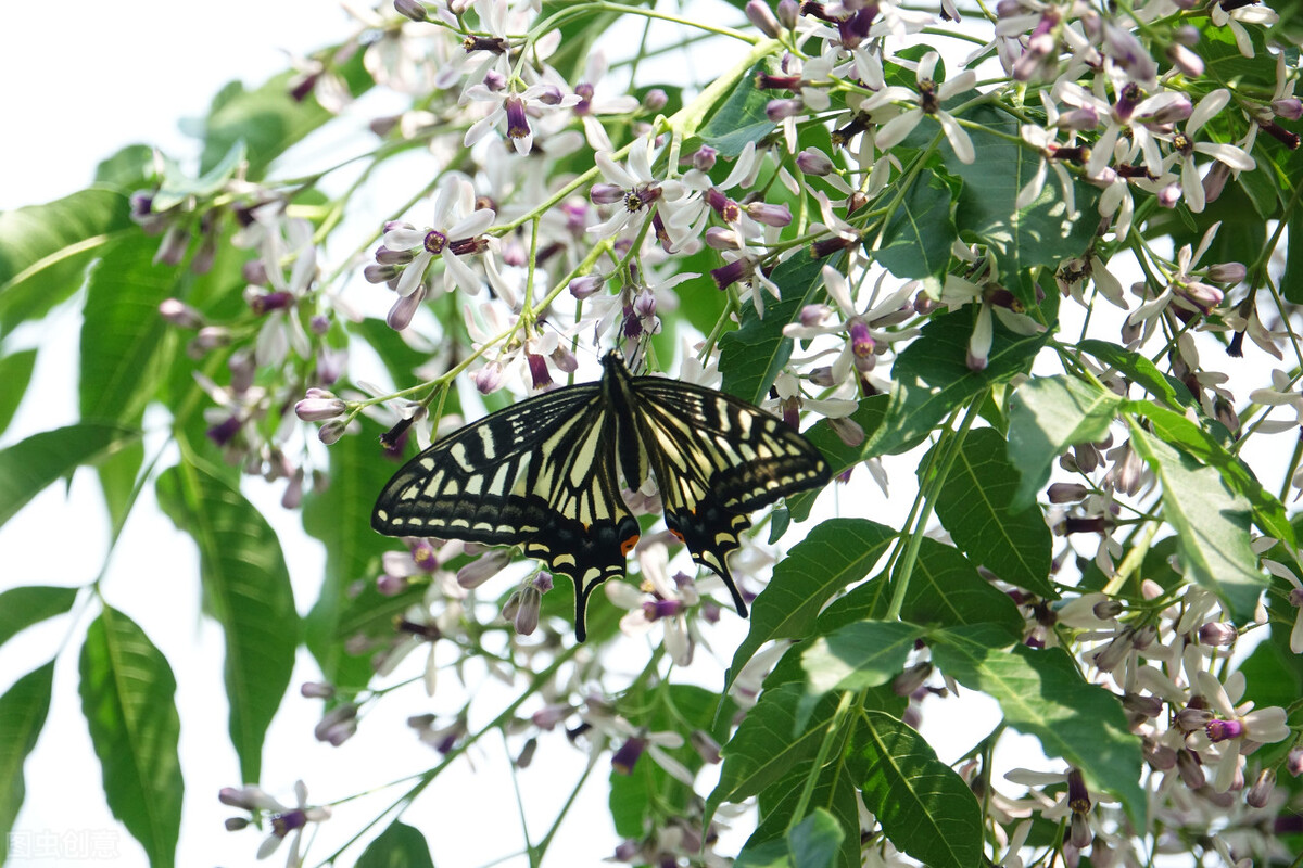 消失的苦楝树为什么很少,苦楝树为什么不长在深山