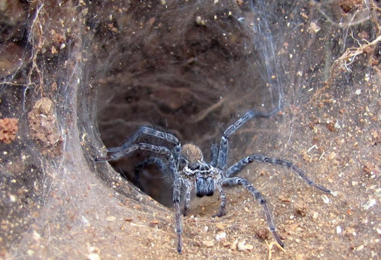 厕所被眼镜蛇咬男子怎么样了,男子上厕所不小心被青蛙咬