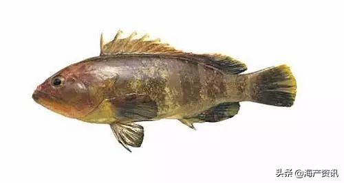 40种常见淡水鱼,45种常见海鱼名称