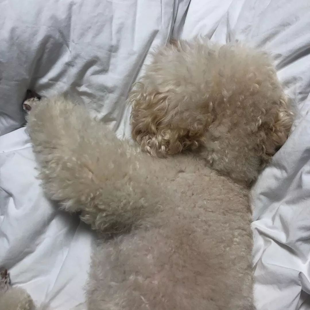 养了这么多狗狗老了都送哪去了,养了这么多年的狗都会心疼