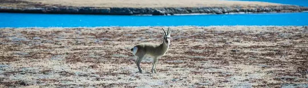 「又见*藏西**」星空*藏西**，一场史诗级的“追星”之旅
