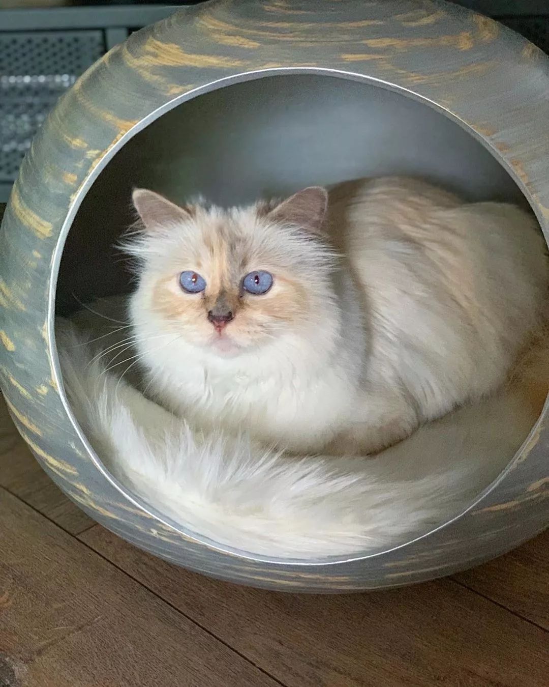 21亿遗产的猫现在怎么样了,失踪多年的猫终于回来了