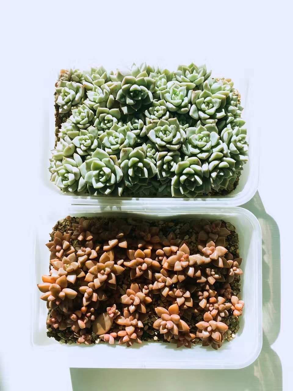 清欢养肉｜优生优育的白牡丹，让你从几片叶子跻身多肉大户