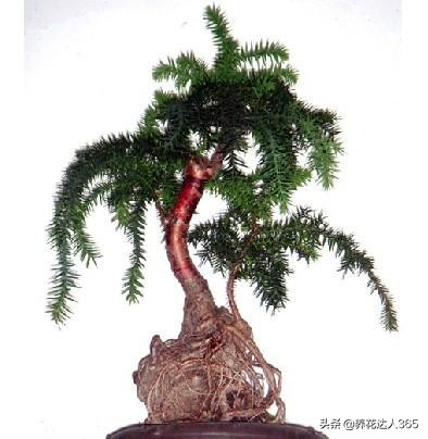 澳洲杉树盆景怎么养护,扦插的澳洲杉怎么养护