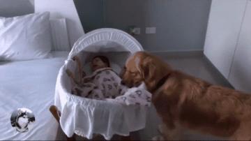 金毛女主人生宝宝,女主人生孩子后宠物的反应