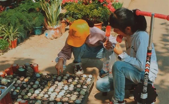 盆栽花发蔫什么原因,买回来的花很快就蔫的原因