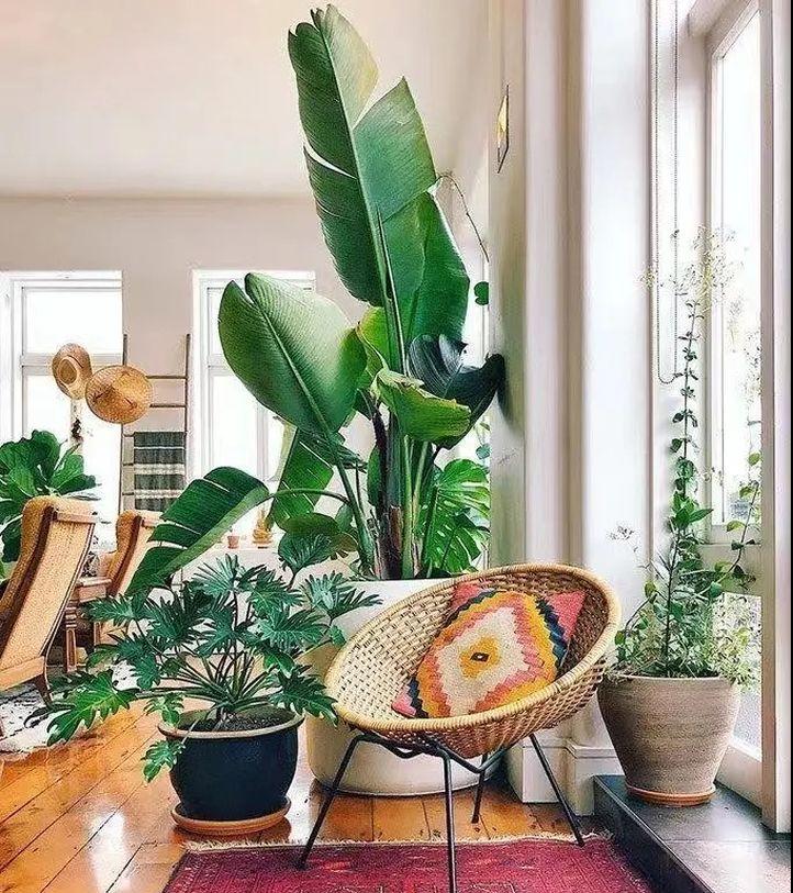 绿植快死了用什么方法可救活,你养的花为什么老死