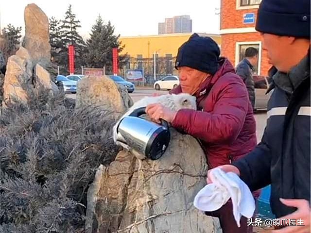 猫咪也会做噩梦吗,猫也会做噩梦吗