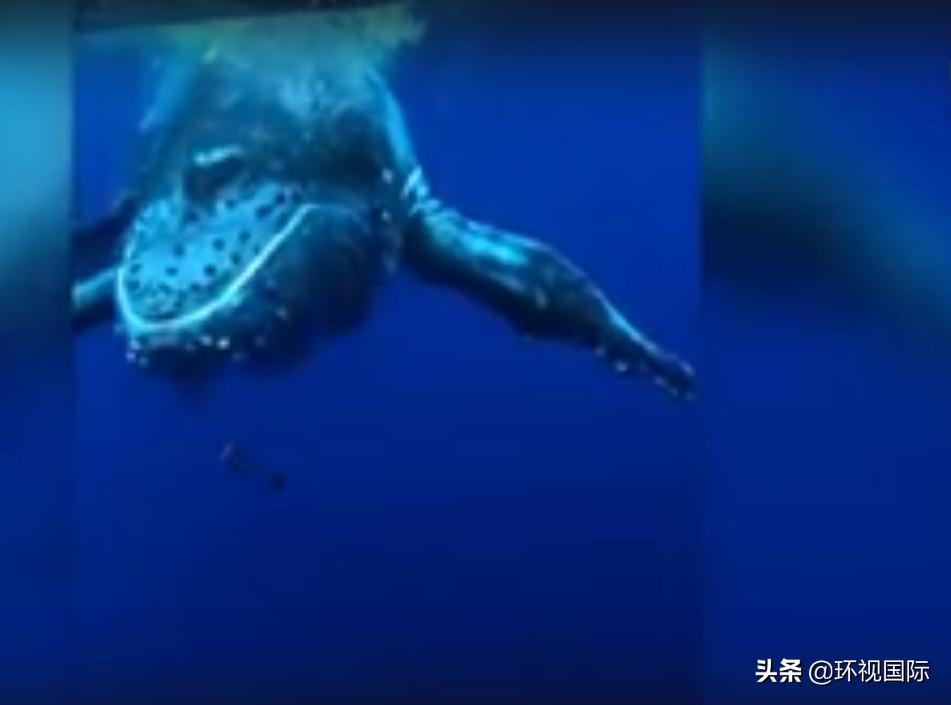 潜水员和虎鲸玩耍,蓝鲸和潜水员