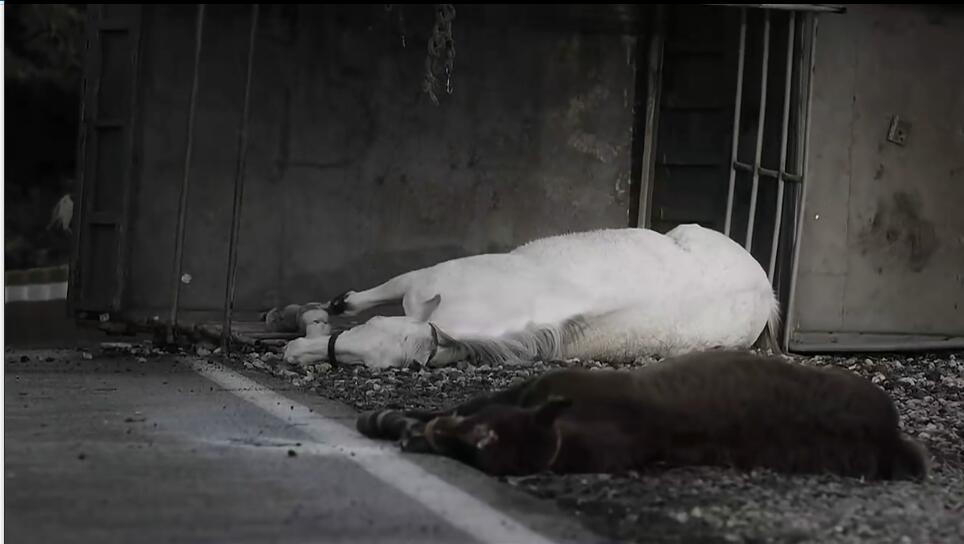 一人一马攀登高峰望故乡完整版,一人一马励志电影