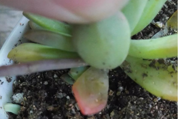 多肉变红色叶子是怎么回事,多肉叶子变红代表什么原因