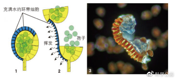 湿头发为什么看起来秃,头发一坨粘在一起怎么办