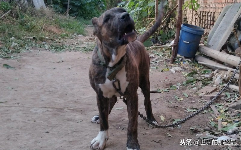 看家护卫攻击性最强的特大猛犬,天生护卫性强的猛犬