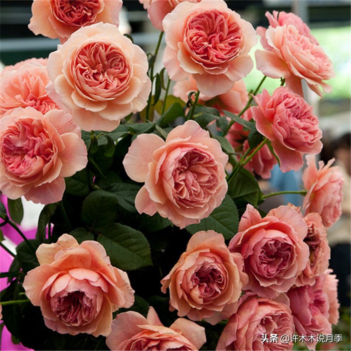 月季有盲枝是什么原因,春天月季全部都是盲芽是什么原因